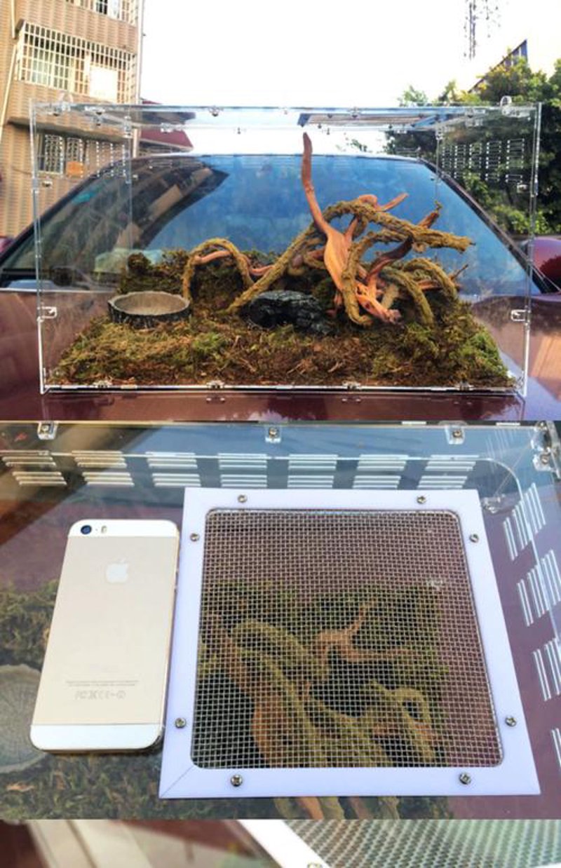 如何为你的宠物蜥蜴选择合适的家居?
