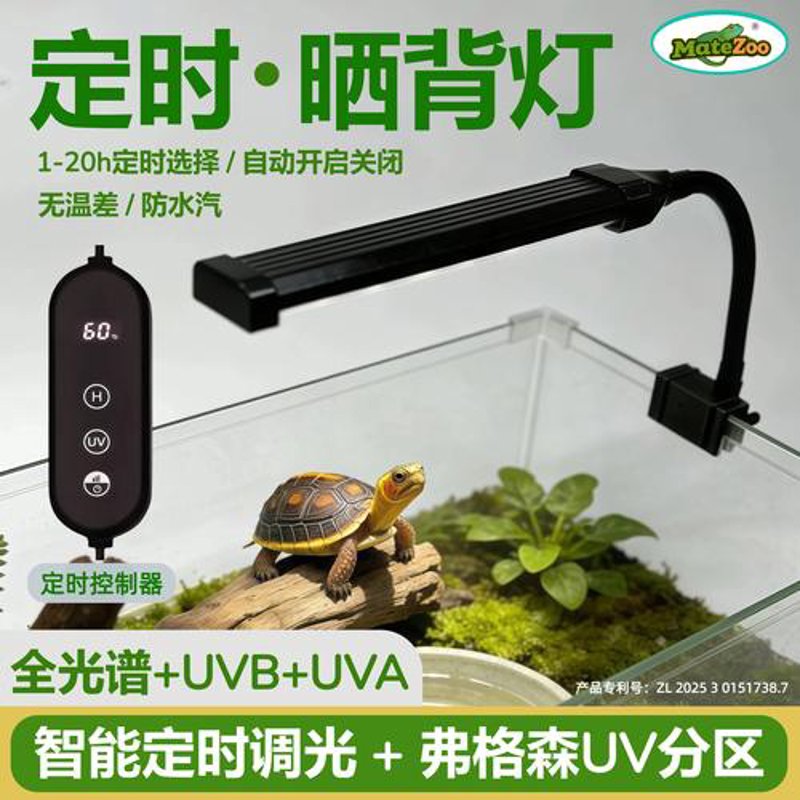 如何正确照顾你的宠物蜥蜴？——一次深入浅出的对话